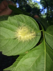 Acronicta americana