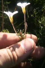 Oxalis tenuifolia
