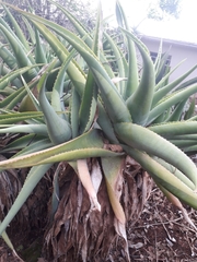 Aloe