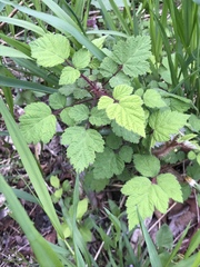 Rubus phoenicolasius