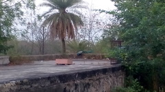 Pavo cristatus