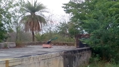 Pavo cristatus