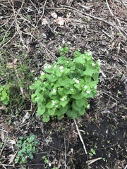 Alliaria petiolata