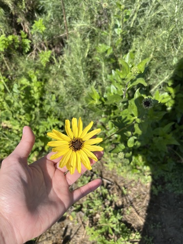iNaturalist observation photo of California brittlebush