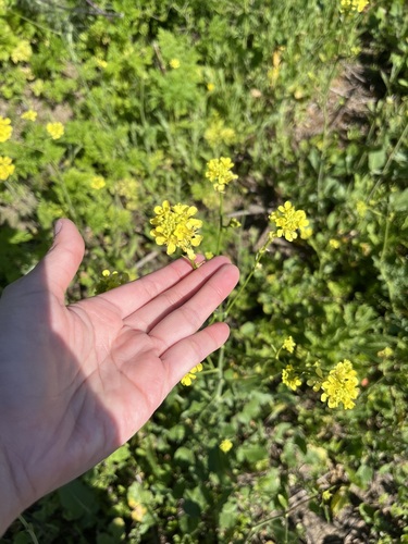 iNaturalist observation photo of Brassiceae