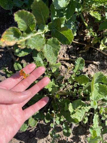 iNaturalist observation photo of Fiddlenecks