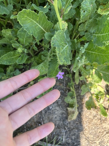 iNaturalist observation photo of Redstem Stork's-bill