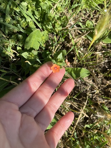 iNaturalist observation photo of scarlet pimpernel