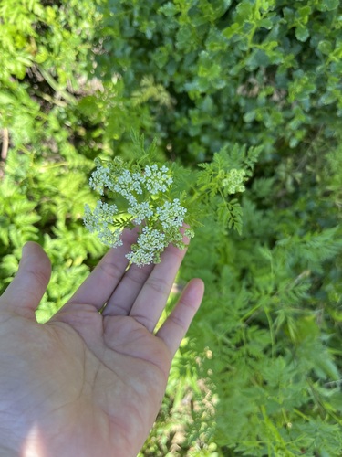 iNaturalist observation photo of poison hemlock