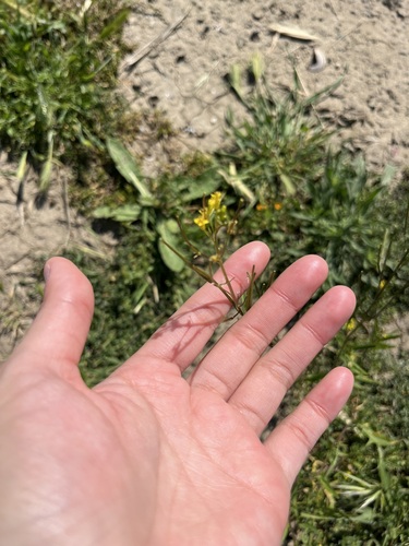 iNaturalist observation photo of Plants
