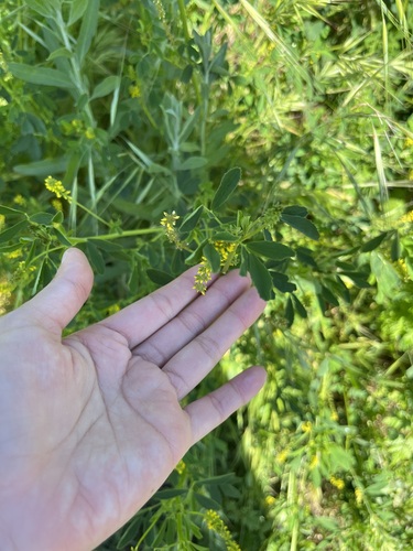 iNaturalist observation photo of small melilot
