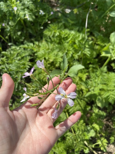 iNaturalist observation photo of garden radish