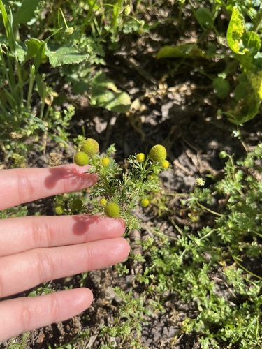 iNaturalist observation photo of pineapple-weed