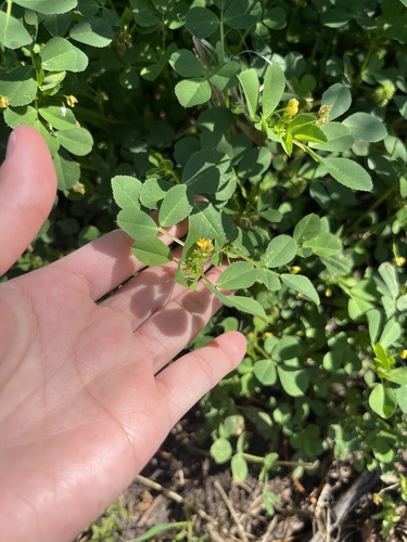 iNaturalist observation photo of bur clover