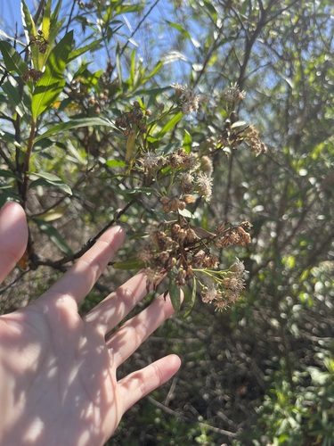 iNaturalist observation photo of mule fat