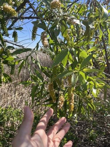 iNaturalist observation photo of Willows
