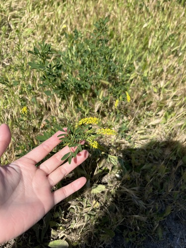 iNaturalist observation photo of small melilot