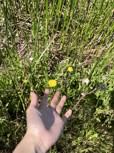 iNaturalist observation photo of sow thistles