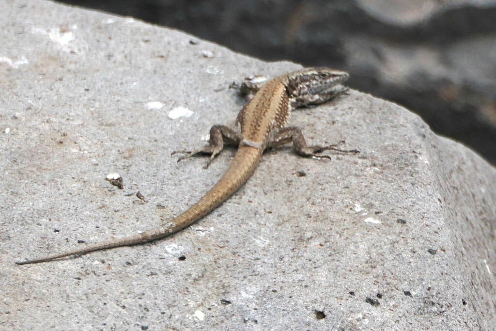 Madeira Lizard (Desertas)