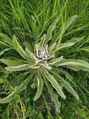 Verbascum songaricum