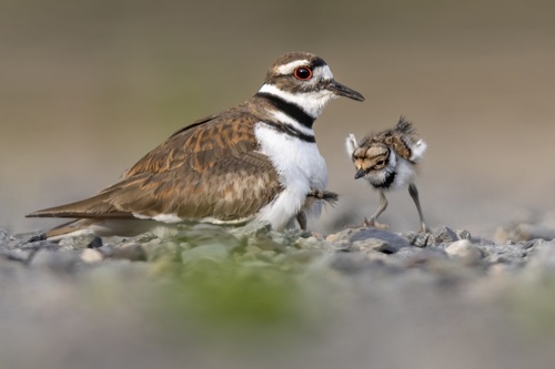 Killdeer photographed in Hawaii
