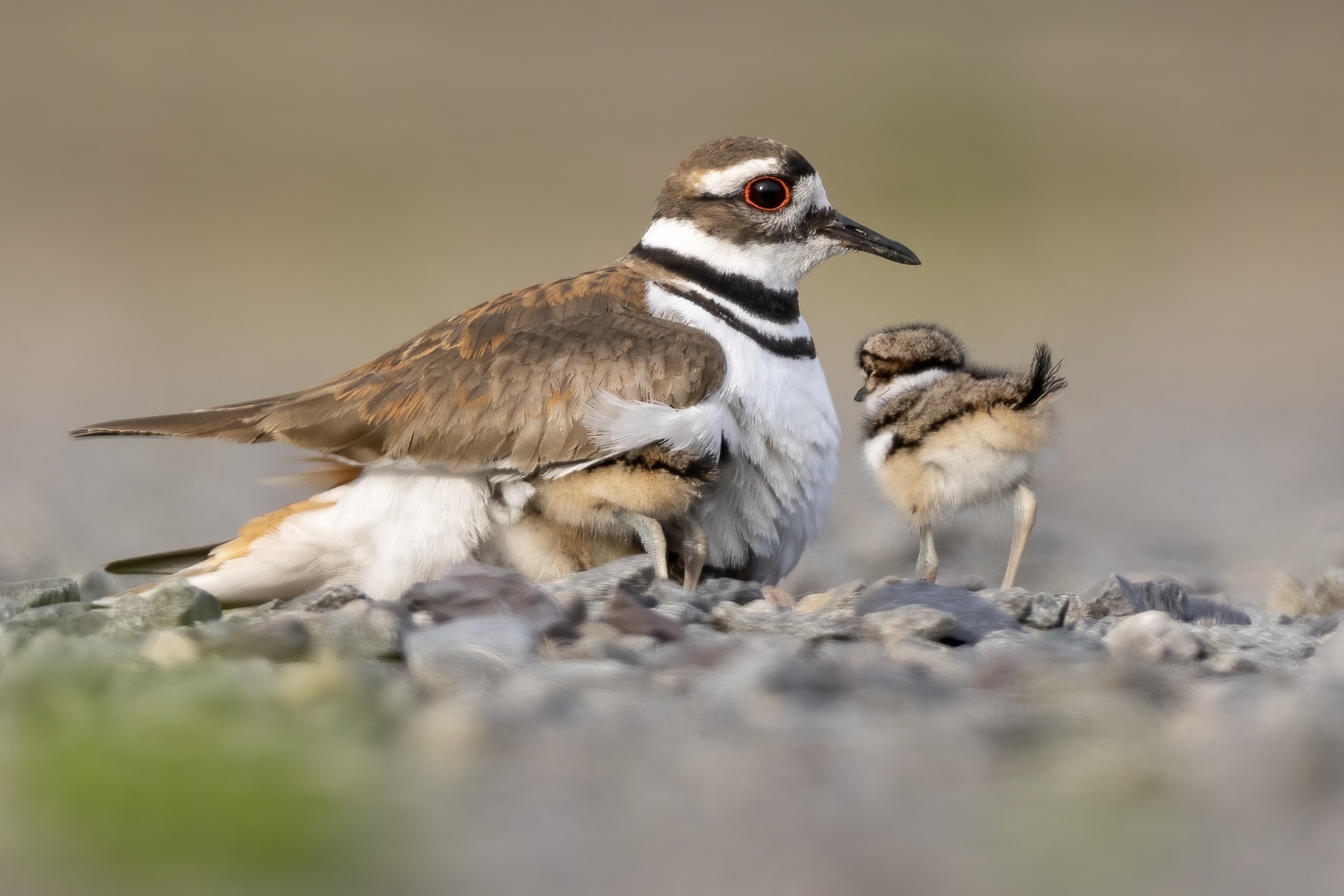 Killdeer (Charadrius vociferus)