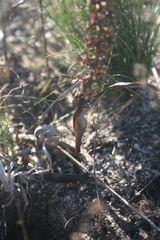 Wurmbea spicata
