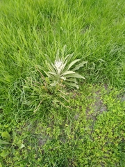 Verbascum songaricum