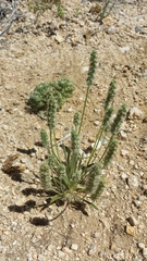 Plantago patagonica