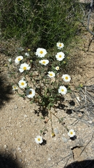 Layia glandulosa