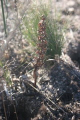 Wurmbea spicata