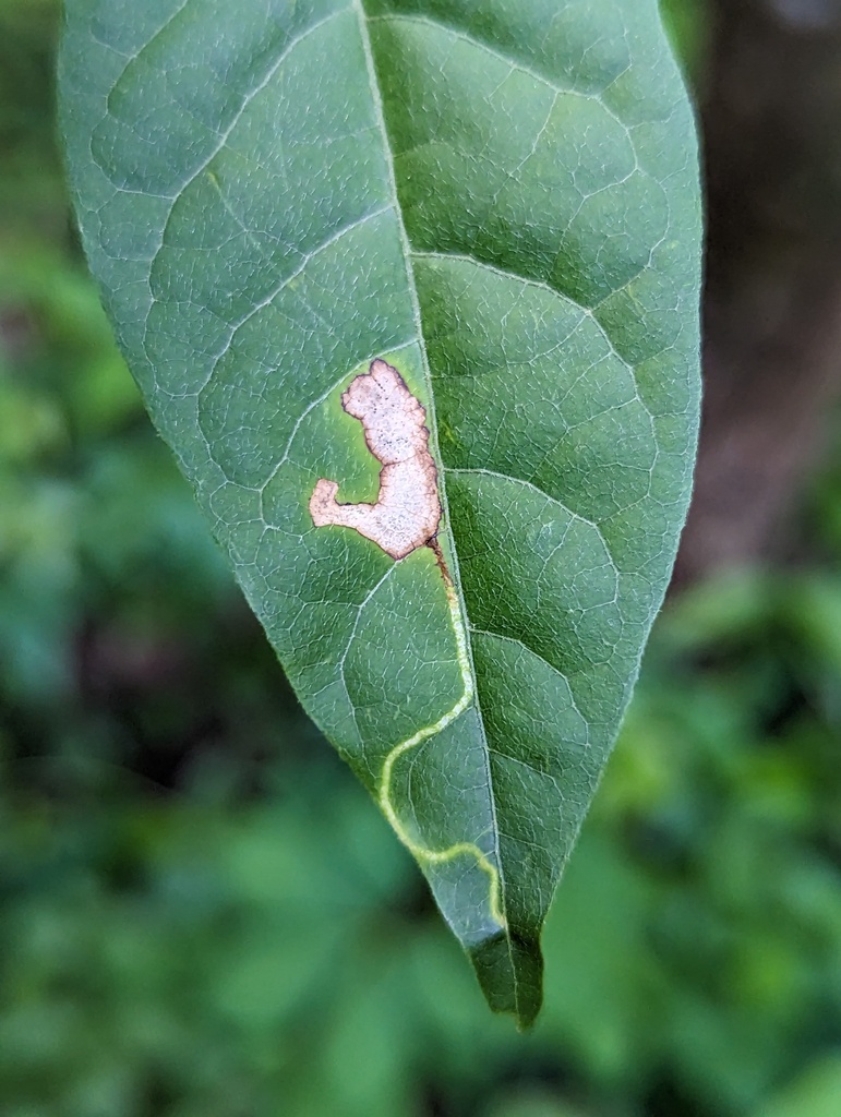Agromyza parasoka