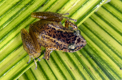 Baoruco Hammer Frog photo 2