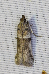 Amyelois transitella