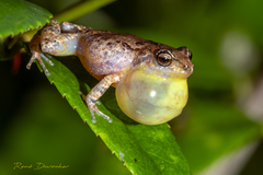 Colonia Robber Frog photo 4