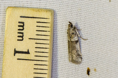 Amyelois transitella