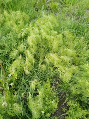 Poa bulbosa vivipara