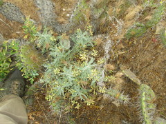 Astragalus nevinii