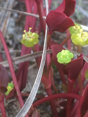 Euphorbia ipecacuanhae