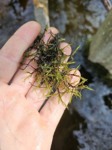 Awned Dichelyma Moss (Dichelyma capillaceum)