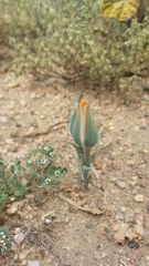 Calochortus kennedyi