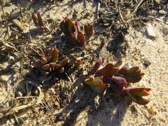 Lampranthus reptans
