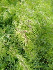 Poa bulbosa vivipara