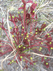 Euphorbia ipecacuanhae