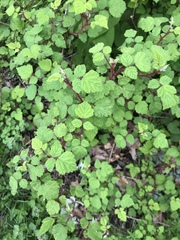 Rubus phoenicolasius