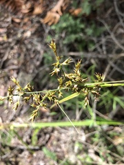 Carex spicatopaniculata