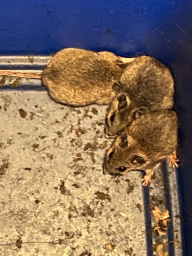 iNaturalist observation photo of North American Deer Mice