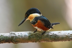 Chloroceryle aenea image