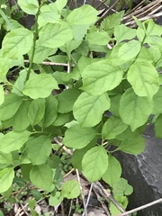 Celastrus orbiculatus