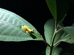 Dendropsophus rhodopeplus